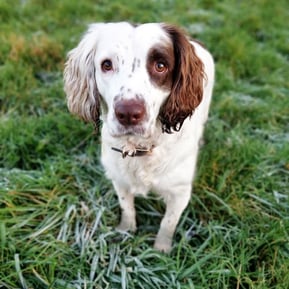 Monty - Springer Spaniel