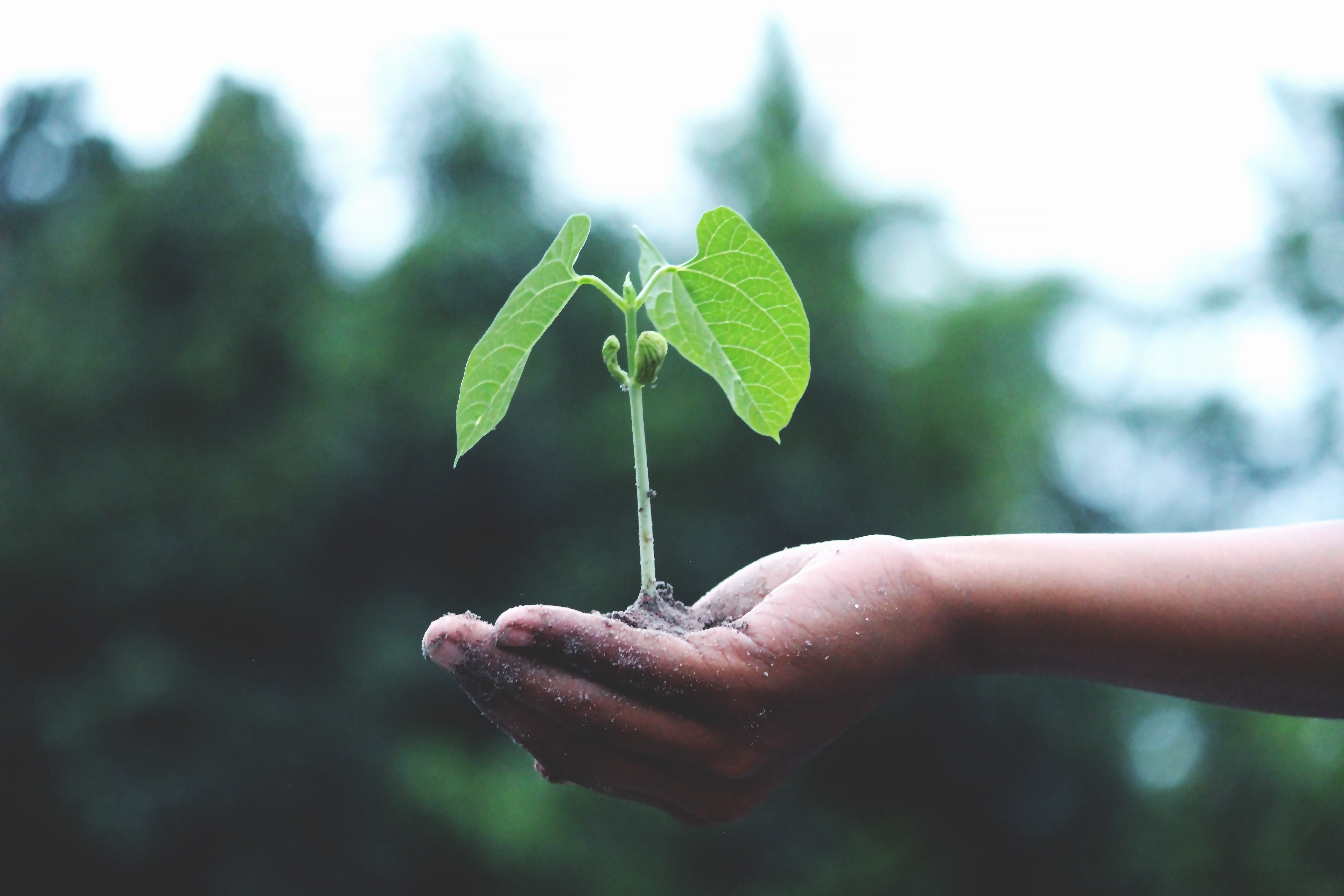 lead nurturing is like growing a plant